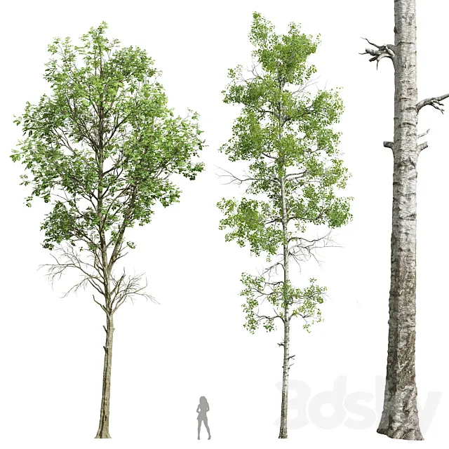 Fagus Sylvatica and Populus Tremuloides 3dsMax Model