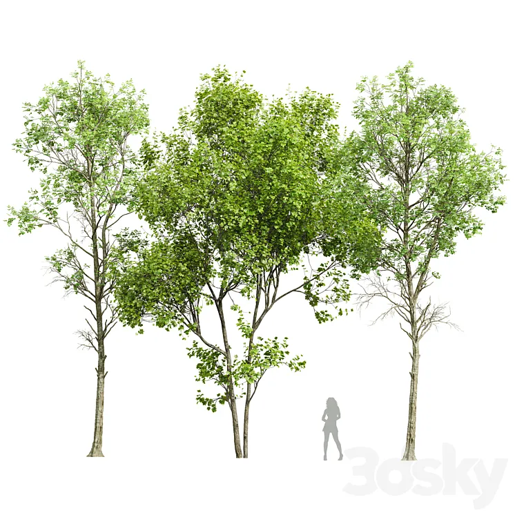 Fagus Sylvatica and Saccharinum-spring trees 3DS Max Model