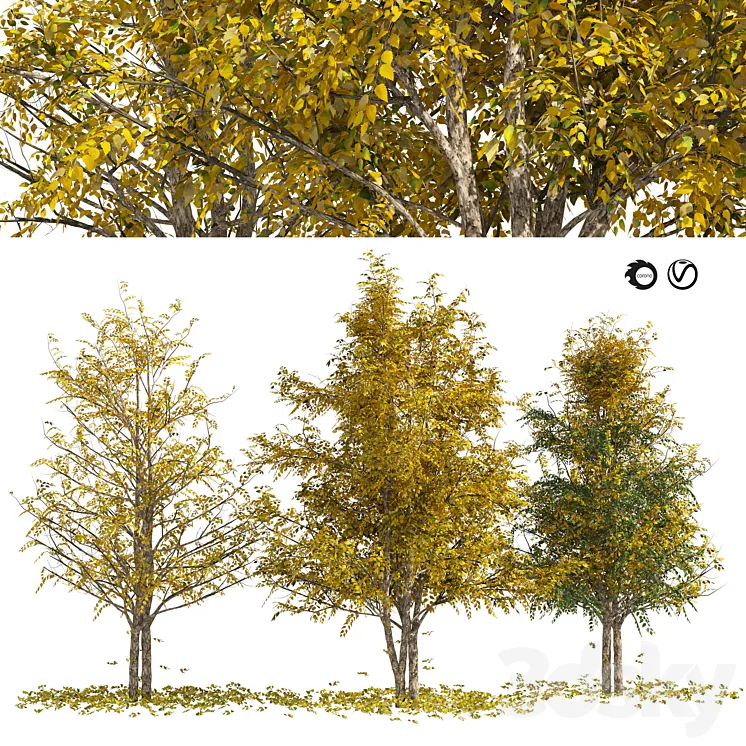 Fall Water birch Trees 3DS Max Model