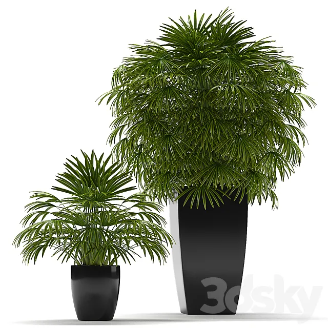 FAN PALM 2 3ds Max