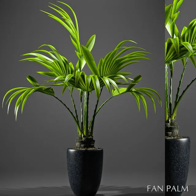 FAN PALM 52 3dsMax Model