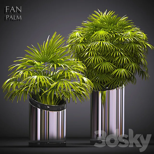 FAN PALM 53 3DSMax File