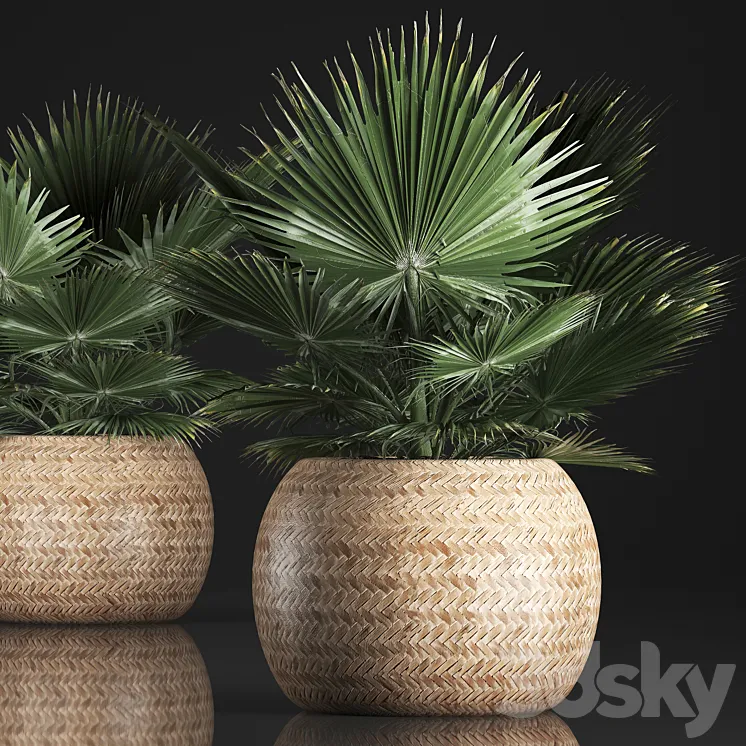 Fan palm in a basket 339. Interior palm tree basket rattan brachea eco design natural decor 3DS Max