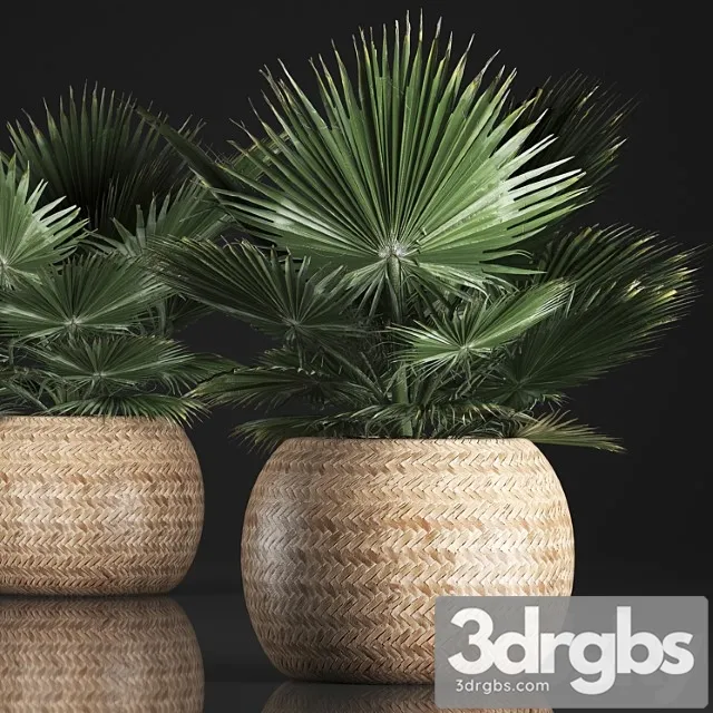 Fan palm in a basket 339. interior palm tree, basket, rattan, brachea, eco design, natural decor