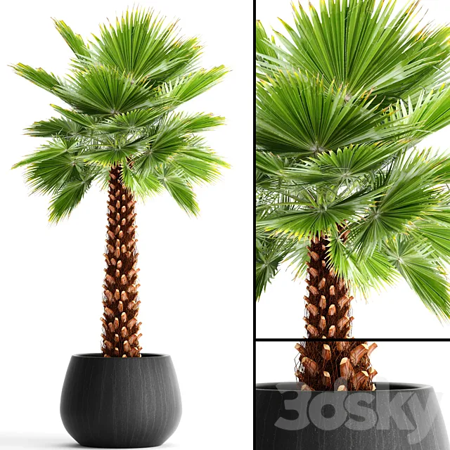 Fan palm “Yalta 3ds Max