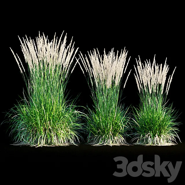 Feather reed grass 3DS Max Model