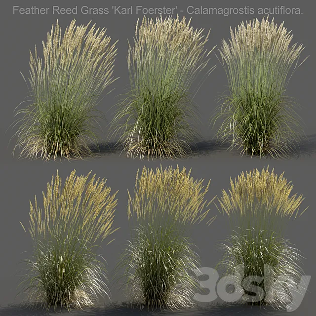 Feather Reed Grass – Calamagrostis acutiflora – High 3ds Max