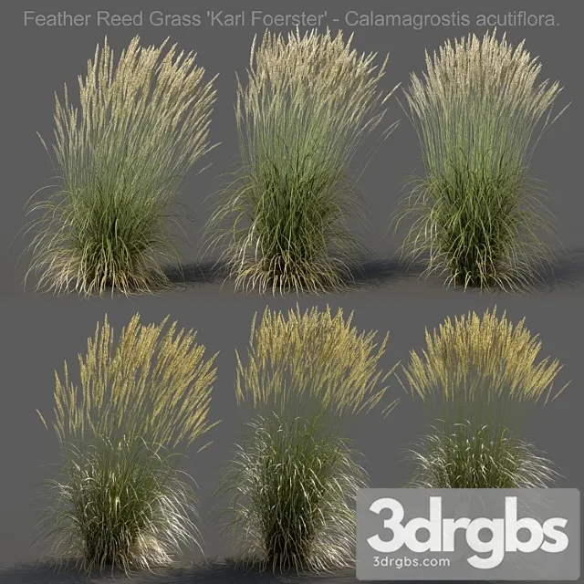 Feather reed grass – calamagrostis acutiflora – high
