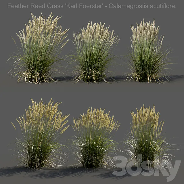 Feather Reed Grass – Calamagrostis acutiflora – Low 3DS Max Model