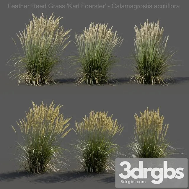 Feather reed grass – calamagrostis acutiflora – low