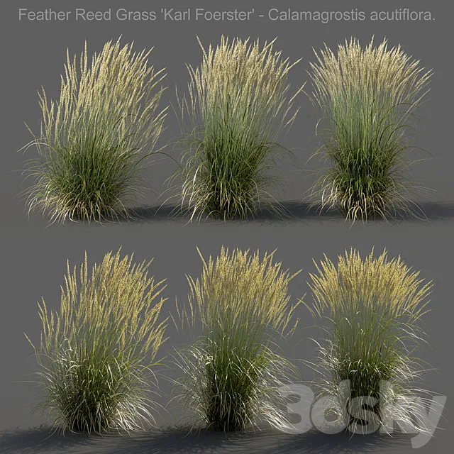 Feather Reed Grass – Calamagrostis acutiflora – Medium 3ds Max