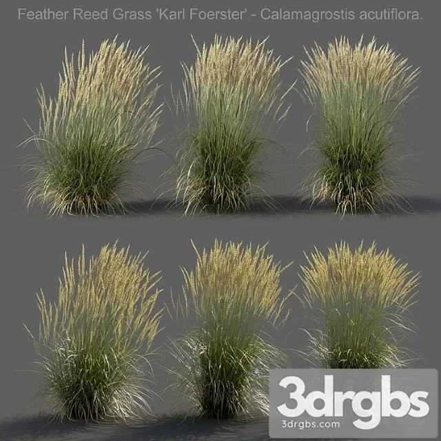 Feather reed grass – calamagrostis acutiflora – medium