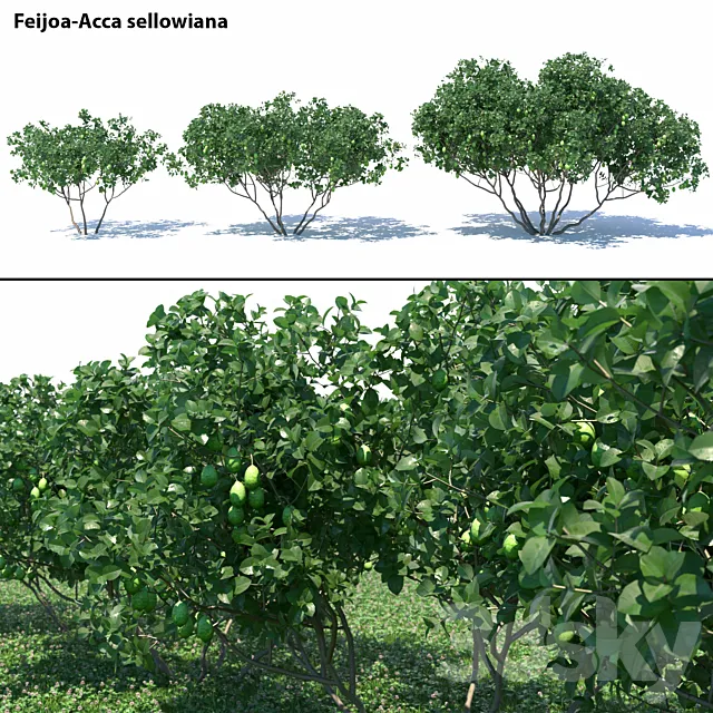 Feijoa – Acca sellowiana 3ds Max