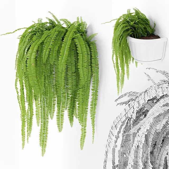 Fern 2 3DS Max Model