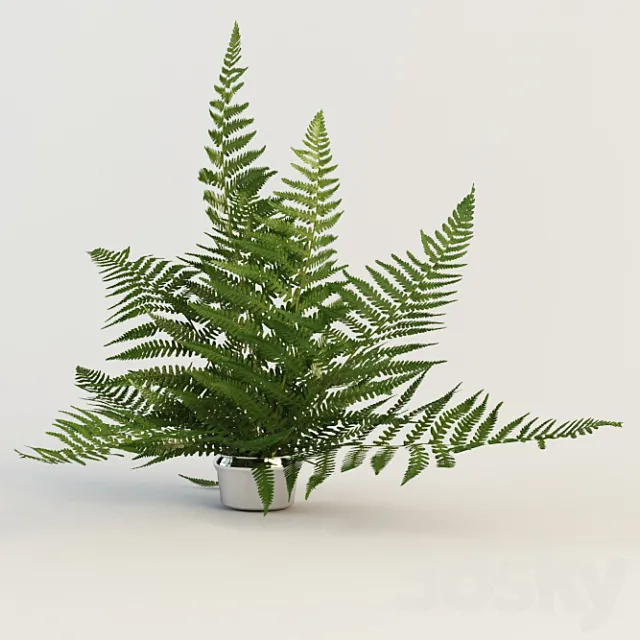 fern 3DS Max Model