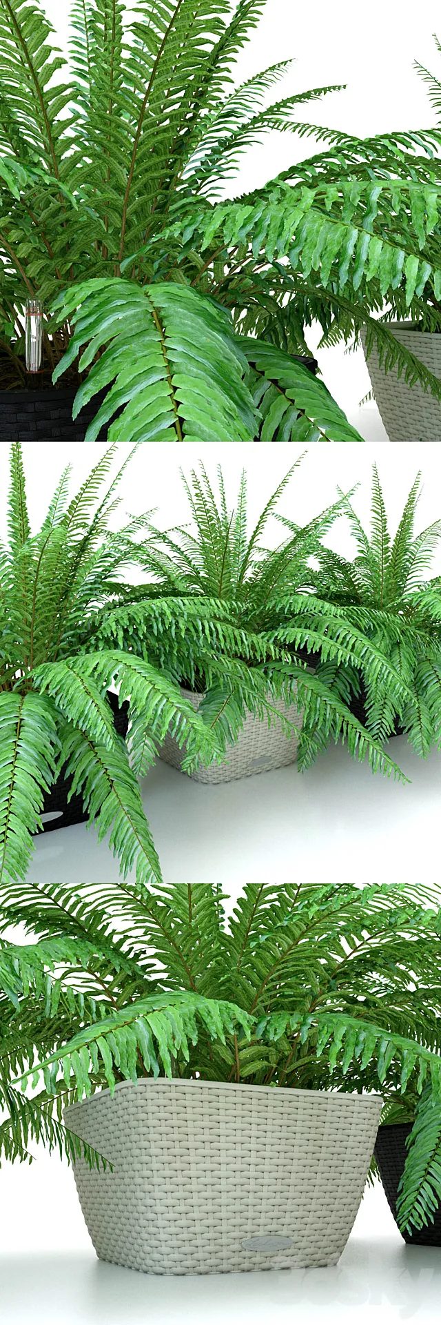 Fern _ Nephrolepis in pots Lechuza Bacino Cottage 3DSMax File