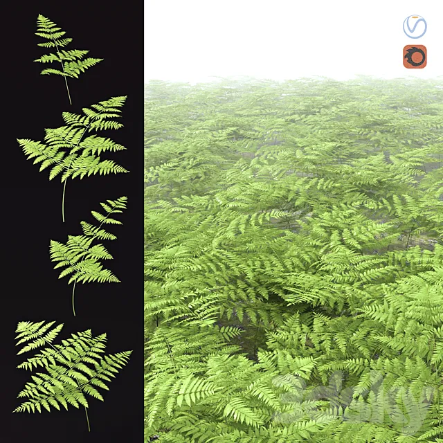 Fern Common Orlyak 3DS Max Model