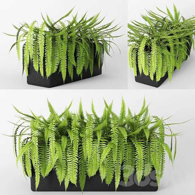 Fern.fern flower pot bush flowerpot flower bed 3ds Max