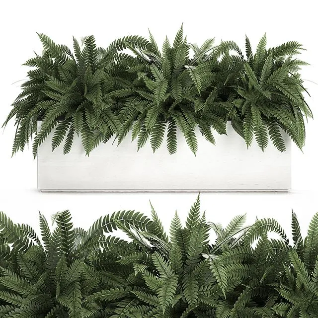 Fern in a white pot for the interior 3dsMax Model