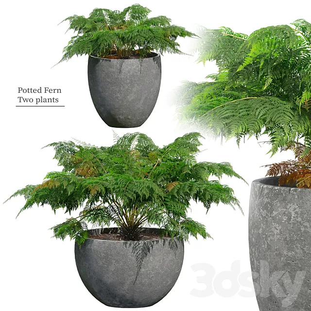 Fern in pot 3ds Max