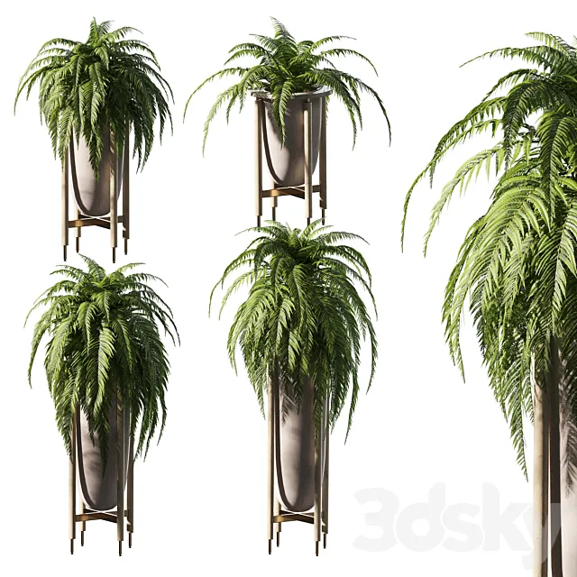 Fern in pots. 4 models 3DS Max Model