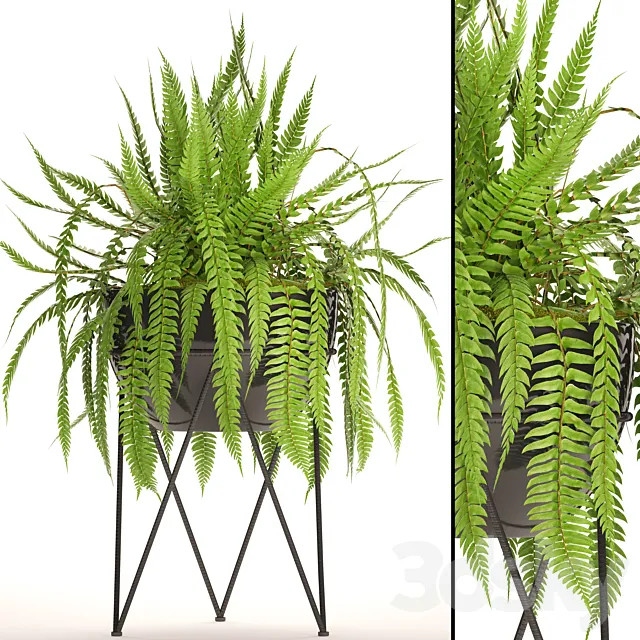 Fern in the pot. fern flower stand flower pot flowerpot office plants 3ds Max