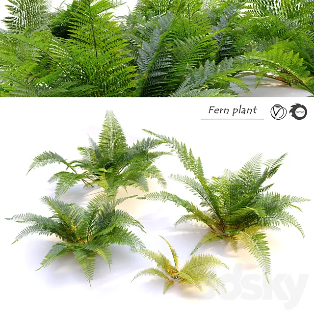 Fern plant 3DS Max Model