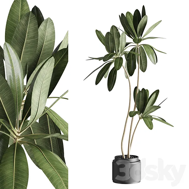 Ficus 001 3DS Max Model