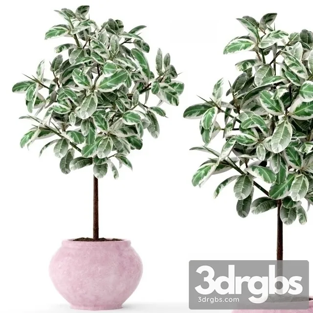 Ficus 2 3dsmax Download