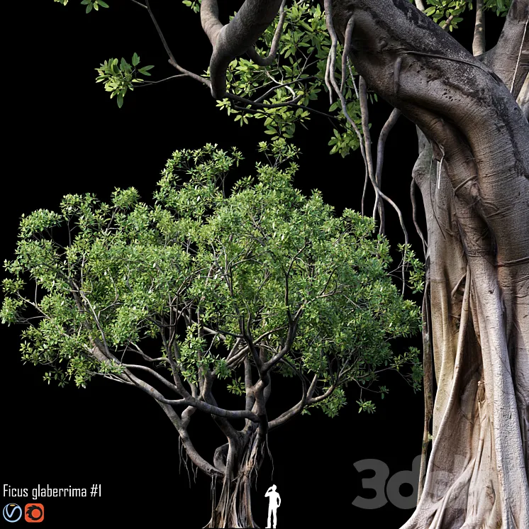 Ficus 3DS Max