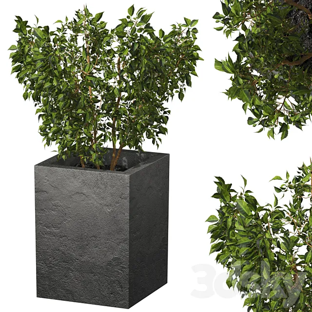 ficus 3ds Max