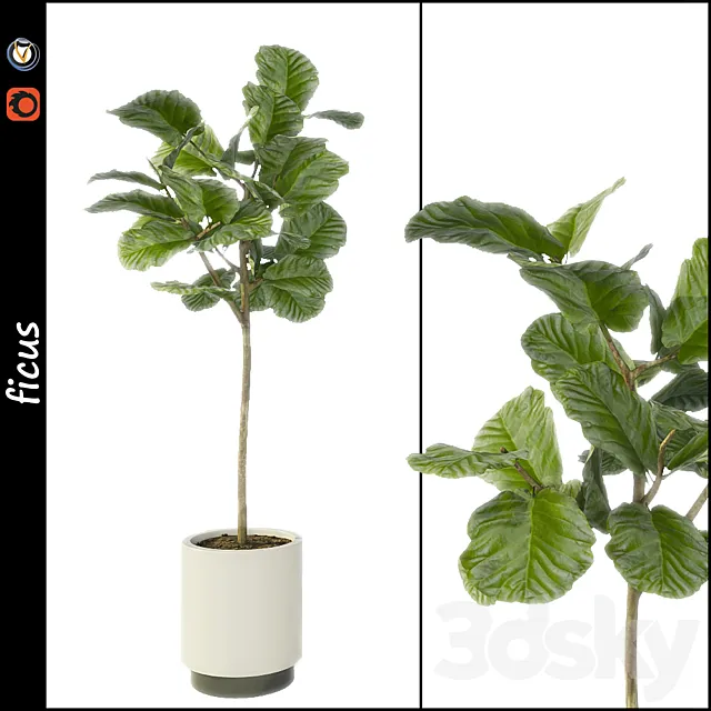 Ficus 3DSMax File