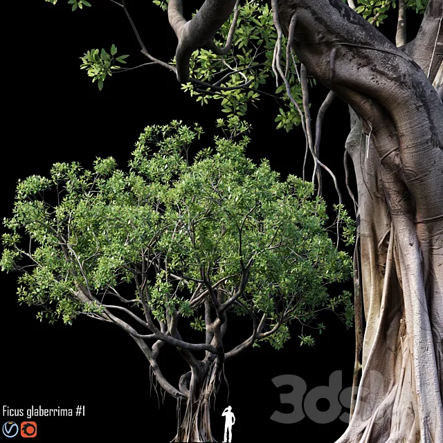 Ficus 3DSMax File