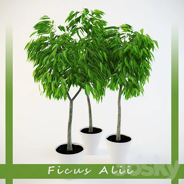 Ficus Ali 3DS Max Model