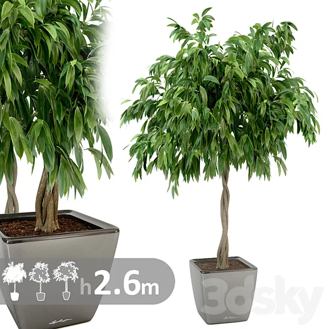 Ficus Ali _ Ficus binnendijkii 3DS Max Model