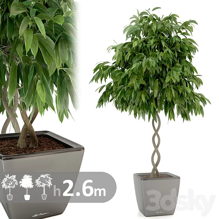 Ficus Ali \/ Ficus binnendijkii 3DS Max