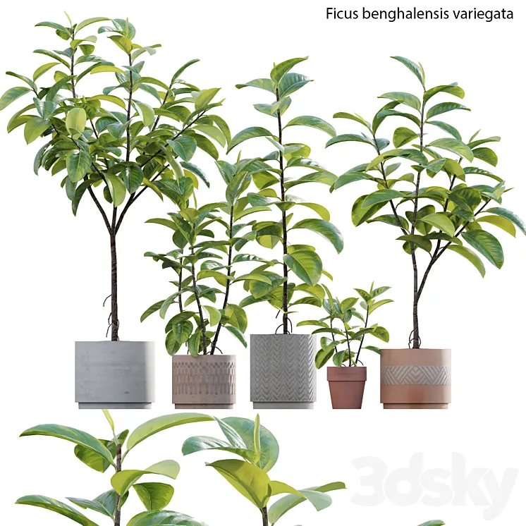 Ficus benghalensis 3DS Max Model
