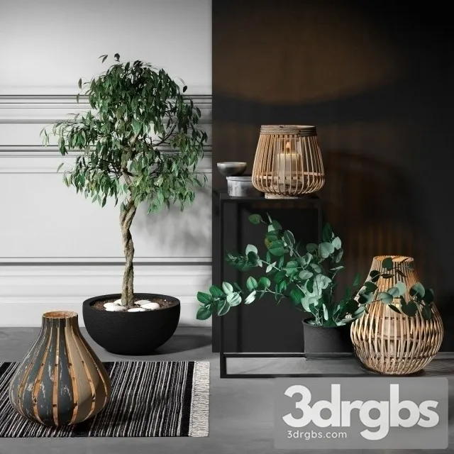 Ficus Benjamiana Set 3dsmax Download