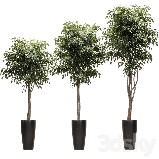 Ficus Benjamin Nitida on a bole. 3 models 3ds Max