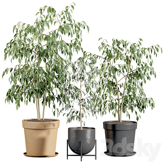 Ficus benjamin set 3ds Max