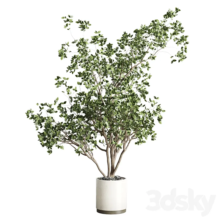 ficus benjamin tree and concrete pot 246 3DS Max Model