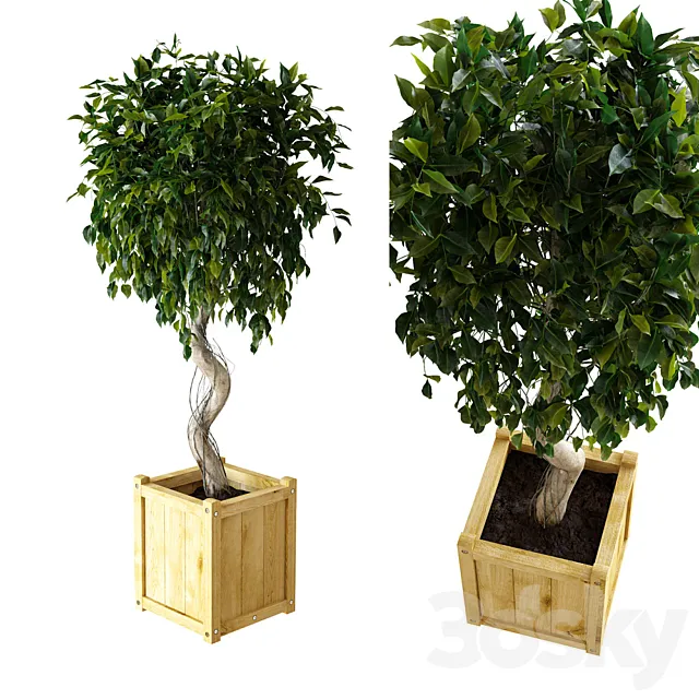 Ficus \ Benjamina 3DS Max Model