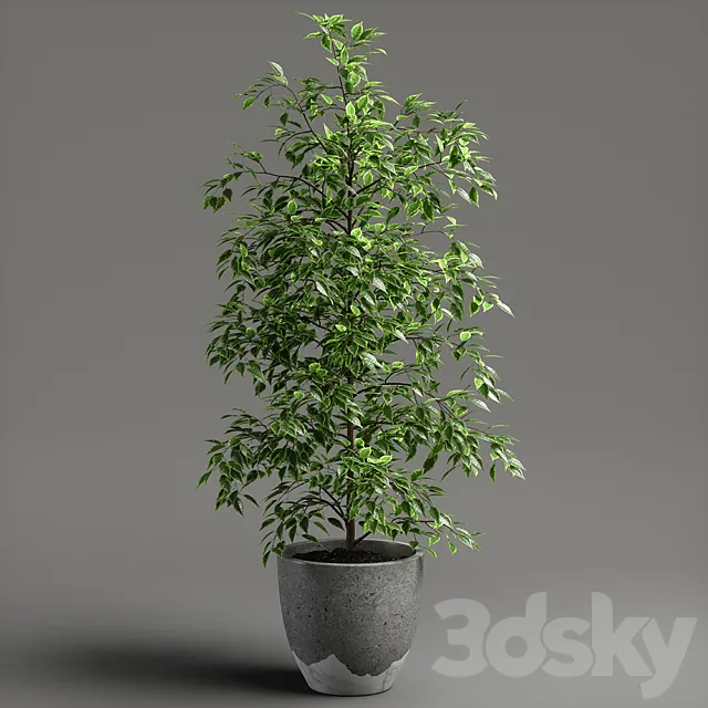 ficus benjamina 3DS Max Model