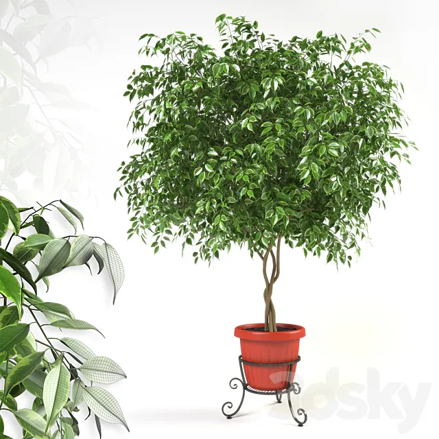 Ficus benjamina on forged stand 3ds Max