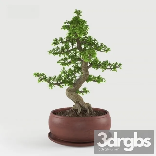 Ficus Bonsai 3dsmax Download