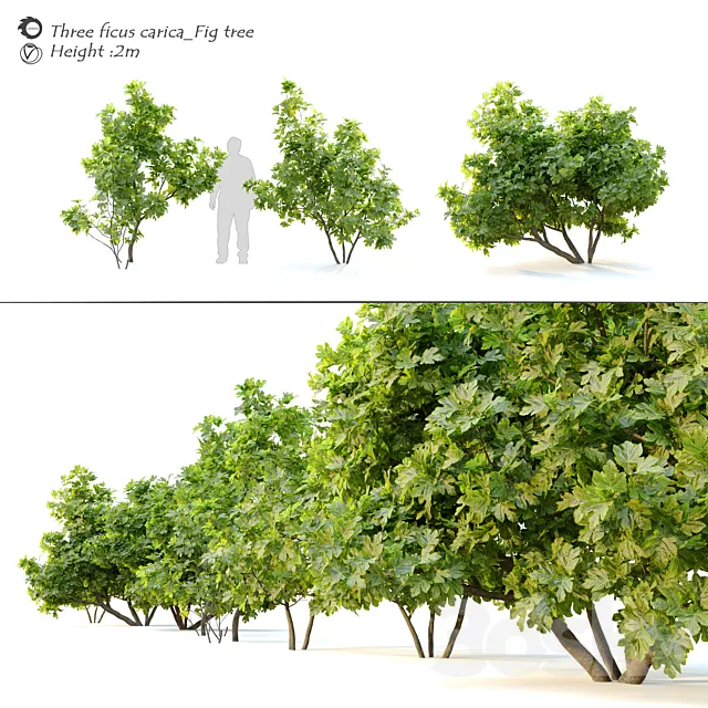 Ficus carica (fig tree) _2 3ds Max