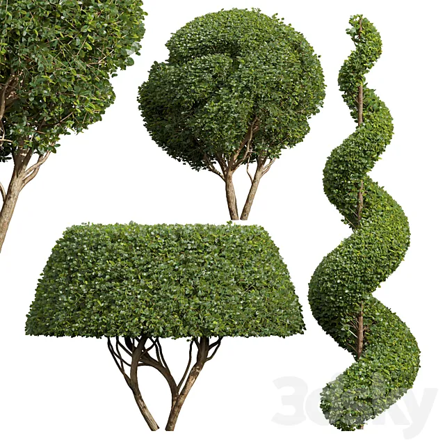 Ficus Concinna Bonsai Pruned-3 trees 3DS Max Model