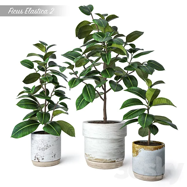 Ficus Elastica 2 3DS Max Model