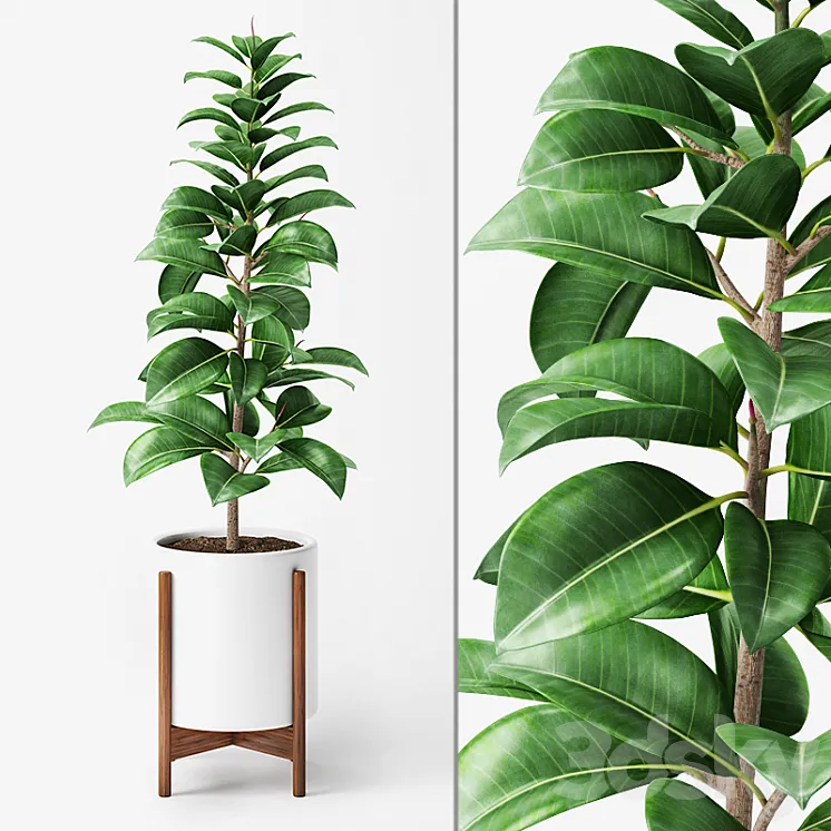 Ficus Elastica 2 3DS Max