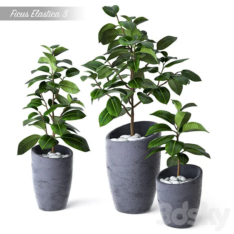 Ficus Elastica 3 3DS Max